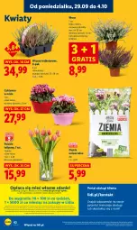 Gazetka promocyjna Lidl - GAZETKA - Gazetka - ważna od 01.10 do 01.10.2025 - strona 66 - produkty: Por, Gra, Cyklamen, Tulipan, Portal, Laur, Mola, Bukiet