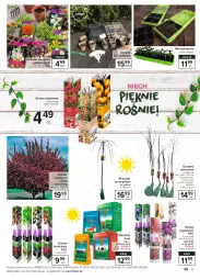Gazetka promocyjna Carrefour - Gazetka Zaproś wiosnę do domu i ogrodu - Gazetka - ważna od 13.03 do 13.03.2021 - strona 3 - produkty: Róża, Morela, Flora