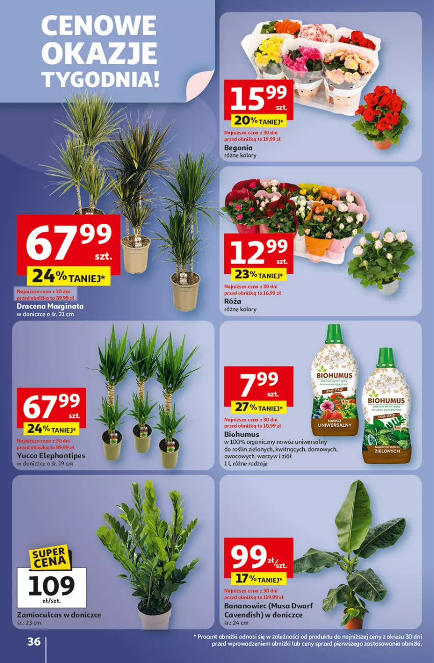 Gazetka promocyjna Auchan - Pewność niskich cen Hipermarket - ważna 02.10 do 08.10.2025 - strona 36 - produkty: Biohumus, Mus, Nawóz, Róża