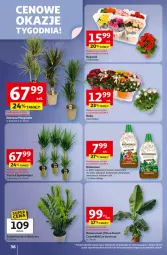 Gazetka promocyjna Auchan - Pewność niskich cen Hipermarket - Gazetka - ważna od 08.10 do 08.10.2025 - strona 36 - produkty: Mus, Biohumus, Róża, Nawóz