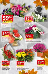 Gazetka promocyjna Auchan - Pewność niskich cen Hipermarket - Gazetka - ważna od 08.10 do 08.10.2025 - strona 7 - produkty: Chryzantema