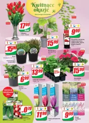 Gazetka promocyjna Dino - Gazetka - Gazetka - ważna od 04.05 do 04.05.2021 - strona 20 - produkty: Por, Tulipan, Truskawki, , Bukiet, Grunt, Gres