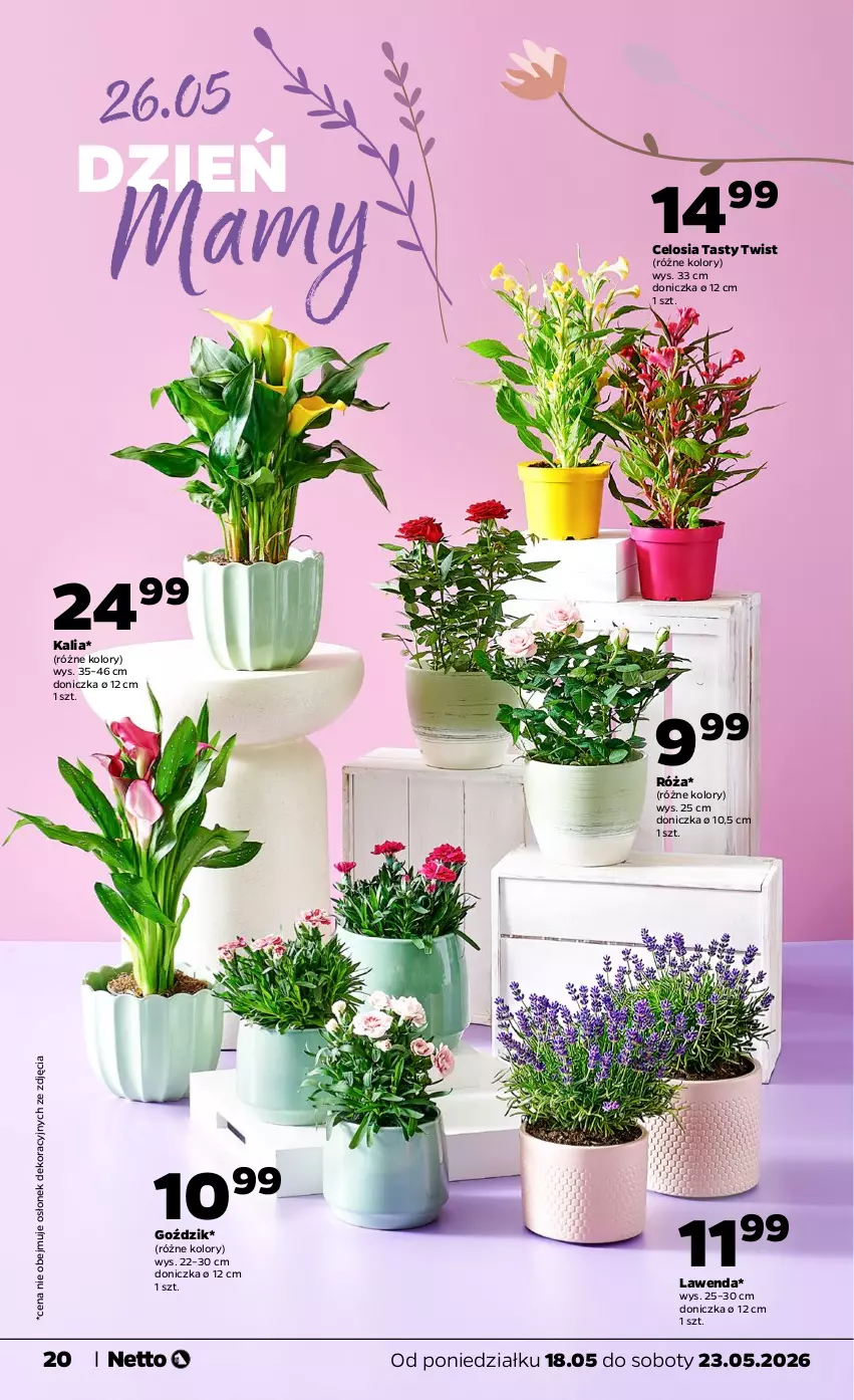Gazetka promocyjna Netto - Od Poniedziałku - ważna 18.05 do 23.05.2026 - strona 20 - produkty: Róża