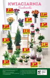 Gazetka promocyjna Biedronka - W tym tygodniu - Gazetka - ważna od 01.09 do 01.09.2021 - strona 64 - produkty: NBA, Mus, Cyklamen, Róża, Chia, Kalanchoe, Wazon, , Fa