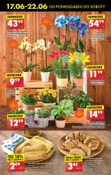Gazetka promocyjna Biedronka - Od poniedzialku - Gazetka - ważna od 22.06 do 22.06.2024 - strona 23 - produkty: Storczyk, HP