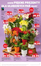 Gazetka promocyjna Kaufland - OFERTA TYGODNIA - Gazetka - ważna od 09.03 do 09.03.2022 - strona 9 - produkty: Gerber, Tulipan, Storczyk, Fa