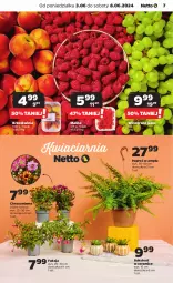 Gazetka promocyjna Netto - Od Poniedziałku - Gazetka - ważna od 08.06 do 08.06.2024 - strona 7 - produkty: Chryzantema, Wino, Sukulent