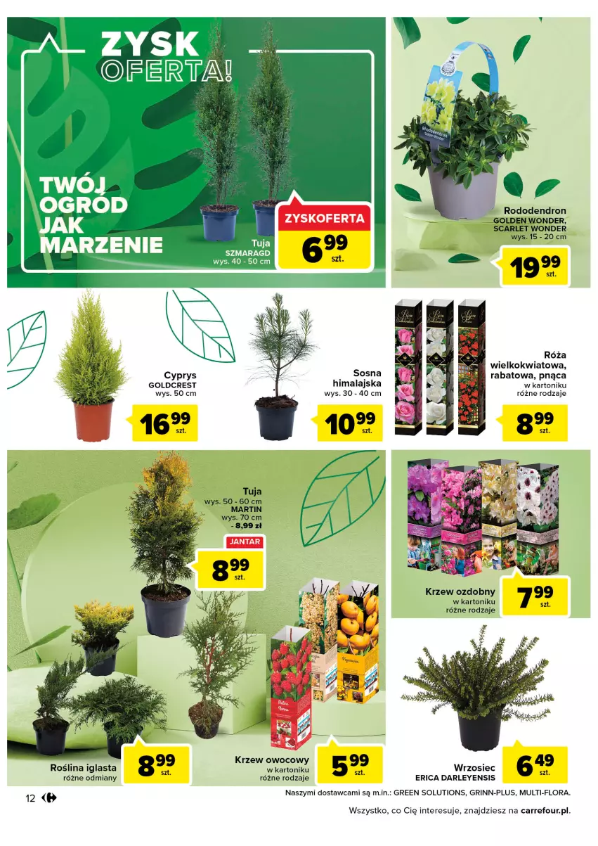 Gazetka promocyjna Carrefour - Gazetka Wiosna w ogrodzie - ważna 15.03 do 16.04.2022 - strona 12 - produkty: Flora, Róża, Tonik