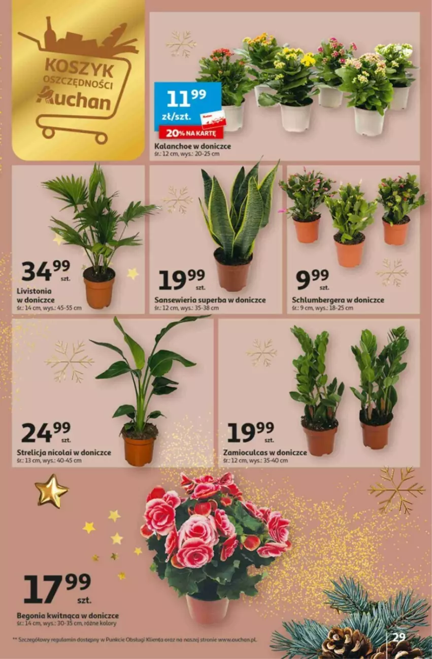 Gazetka promocyjna Auchan - ważna 16.11 do 22.11.2023 - strona 22 - produkty: Kalanchoe, Kosz