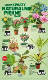Gazetka promocyjna Kaufland - Gazetka tygodnia - Gazetka - ważna od 12.07 do 12.07.2023 - strona 63 - produkty: Róża