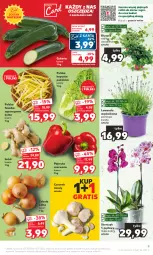 Gazetka promocyjna Kaufland - Gazetka tygodnia - Gazetka - ważna od 12.07 do 12.07.2023 - strona 9 - produkty: Cebula, Gra, Papryka czerwona, Papryka, Czosnek, Storczyk, Bukiet, Imbir, Fa