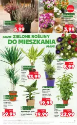 Gazetka promocyjna Kaufland - OFERTA TYGODNIA - Gazetka - ważna od 10.08 do 10.08.2022 - strona 11 - produkty: Sok, Gin, Chryzantema, Kosz, Palma, Bukiet