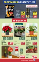 Gazetka promocyjna Aldi - Pełna oferta - Gazetka - ważna od 09.11 do 09.11.2024 - strona 25 - produkty: Piwa, Piwo, Karlsquell, Sok, Gra, Amarylis, Chipsy, Kosz, Kalanchoe, Gwiazda