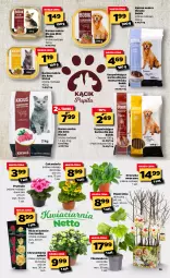 Gazetka promocyjna Netto - Gazetka spożywcza - Gazetka - ważna od 20.03 do 20.03.2021 - strona 13 - produkty: Prymula, Róża, Chryzantema, , Tonik