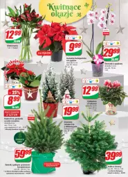 Gazetka promocyjna Dino - Gazetka - Gazetka - ważna od 21.12 do 21.12.2021 - strona 21 - produkty: Cyklamen, Kalanchoe, Gwiazda, Bukiet