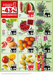 Gazetka promocyjna Kaufland - Gazetka - ważna od 26.03 do 26.03.2024 - strona 9 - produkty: Dzwonek, Cytryny, Pomarańcze, Siatka, Maliny, Bazyl, Bazylia, Arbuz, Grejpfrut