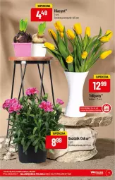 Gazetka promocyjna PoloMarket - Gazetka pomocyjna - Gazetka - ważna od 31.01 do 31.01.2022 - strona 11 - produkty: Hiacynt, Tulipan, Bukiet
