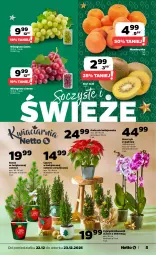 Gazetka promocyjna Netto - Od Poniedziałku - Gazetka - ważna od 23.12 do 23.12.2025 - strona 5 - produkty: Sos, Cyprysik, Kiwi, Gwiazda, Storczyk, Wino