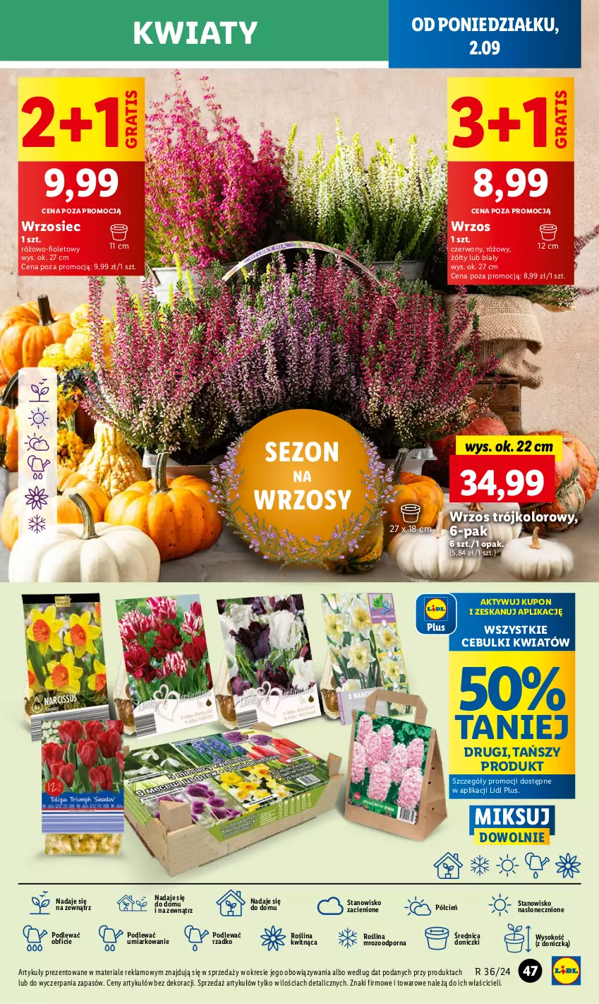 Gazetka promocyjna Lidl - GAZETKA - ważna 02.09 do 04.09.2024 - strona 55 - produkty: Cień, Gra, O nas, Por, Sok