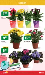 Gazetka promocyjna PoloMarket - Gazetka pomocyjna - Gazetka - ważna od 17.10 do 17.10.2023 - strona 18 - produkty: Róża, Kalanchoe