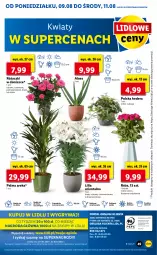 Gazetka promocyjna Lidl - GAZETKA - Gazetka - ważna od 11.08 do 11.08.2021 - strona 49 - produkty: Gry, Cień, O nas, Palma, Mola, Bukiet