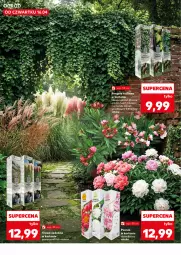 Gazetka promocyjna Kaufland - Kaufland - Gazetka - ważna od 22.04 do 22.04.2026 - strona 10 - produkty: Wino, Miska