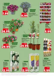 Gazetka promocyjna Kaufland - Kaufland - Gazetka - ważna od 22.04 do 22.04.2026 - strona 11 - produkty: Por, Morela, Gres, Nektar