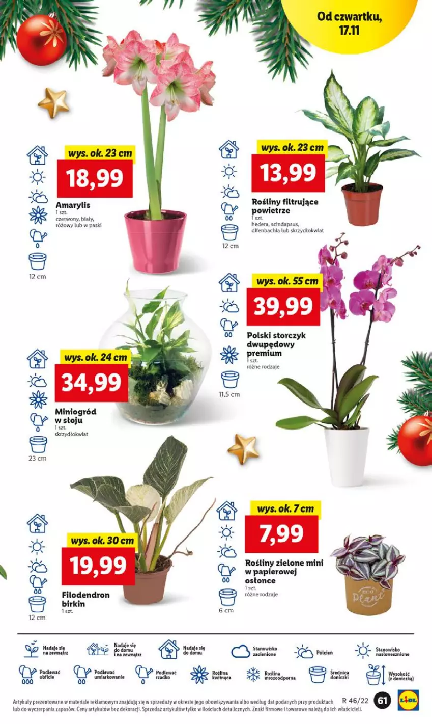 Gazetka promocyjna Lidl - GAZETKA - ważna 17.11 do 19.11.2022 - strona 61 - produkty: Chia, Gry, NBA, Ogród, Papier, Storczyk