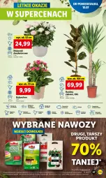 Gazetka promocyjna Lidl - GAZETKA - Gazetka - ważna od 12.07 do 12.07.2023 - strona 52 - produkty: Sok, Por, Cień, O nas, Kalanchoe