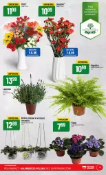 Gazetka promocyjna PoloMarket - Gazetka pomocyjna - Gazetka - ważna od 06.06 do 06.06.2023 - strona 21 - produkty: Bukiet, Ogród
