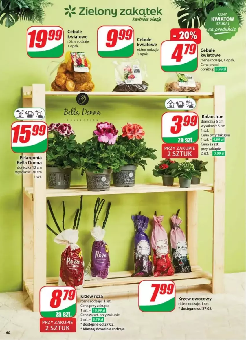 Gazetka promocyjna Dino - ważna 26.02 do 04.03.2025 - strona 57 - produkty: Bell, Bella, Kalanchoe, Róża, Sok