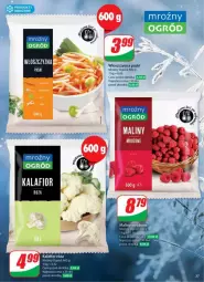 Gazetka promocyjna Dino - Gazetka - ważna od 04.03 do 04.03.2025 - strona 31 - produkty: Kalafior, Róża, Maliny, Ogród
