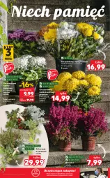 Gazetka promocyjna Kaufland - OFERTA TYGODNIA - Gazetka - ważna od 03.11 do 03.11.2021 - strona 8 - produkty: Piec, Chryzantema, Znicz