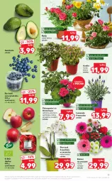 Gazetka promocyjna Kaufland - OFERTA TYGODNIA - Gazetka - ważna od 26.04 do 26.04.2022 - strona 11 - produkty: Róża, Storczyk, Bukiet, Jabłka