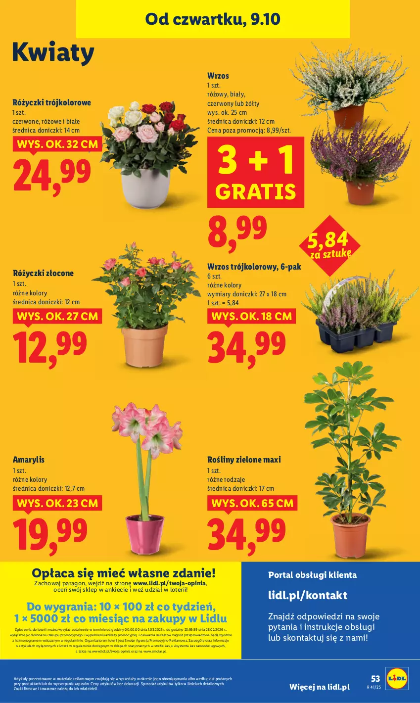 Gazetka promocyjna Lidl - GAZETKA - ważna 09.10 do 11.10.2025 - strona 59 - produkty: Amarylis, Gra, Laur, Mola, Por, Portal