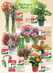 Gazetka promocyjna Dino - Gazetka - Gazetka - ważna od 11.10 do 11.10.2022 - strona 18 - produkty: Sok, Gerber, Chryzantema, Tera, , Bukiet, Odżywka
