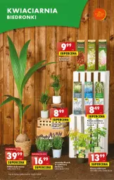 Gazetka promocyjna Biedronka - Gazetka - ważna od 06.05 do 06.05.2023 - strona 65 - produkty: Palma, , Bukiet, Kokos