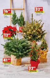 Gazetka promocyjna Biedronka - Gazetka - Biedronka.pl - Gazetka - ważna od 10.12 do 10.12.2022 - strona 56 - produkty: Sok, Poinsecja, Kask, Ozdoba, Wazon, Fa