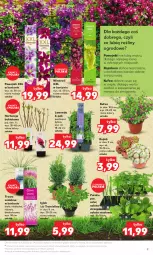 Gazetka promocyjna Kaufland - Kaufland - Gazetka - ważna od 24.05 do 24.05.2023 - strona 9 - produkty: Por, Gra, Sałata masłowa, Sałat, Piast, Bukiet, Wino, Grunt, Masło