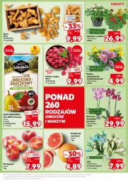 Gazetka promocyjna Kaufland - Kaufland - Gazetka - ważna od 13.08 do 13.08.2024 - strona 9 - produkty: Sok, Róża, Chryzantema, Storczyk, Maliny, Grejpfrut