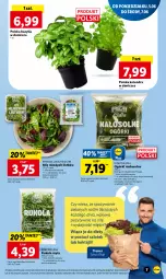 Gazetka promocyjna Lidl - GAZETKA - Gazetka - ważna od 07.06 do 07.06.2023 - strona 7 - produkty: Kolendra, Rukola, Bazyl, Bazylia, Lazur