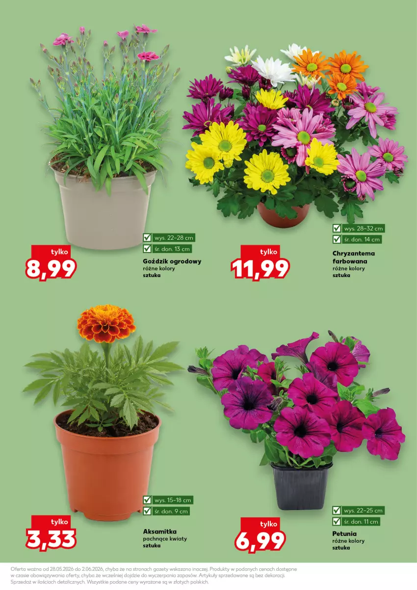 Gazetka promocyjna Kaufland - Kaufland - ważna 28.05 do 02.06.2026 - strona 11 - produkty: Aksam, Chryzantema, Fa