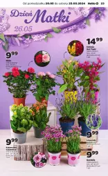 Gazetka promocyjna Netto - Od Poniedziałku - Gazetka - ważna od 25.05 do 25.05.2024 - strona 23 - produkty: Top, Róża, Kalanchoe