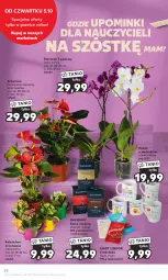 Gazetka promocyjna Kaufland - Gazetka tygodnia - Gazetka - ważna od 11.10 do 11.10.2023 - strona 52 - produkty: Lindor, Kawa mielona, Kawa, Kalanchoe, Storczyk, Czekolada, Kubek, Davidoff, Lindt