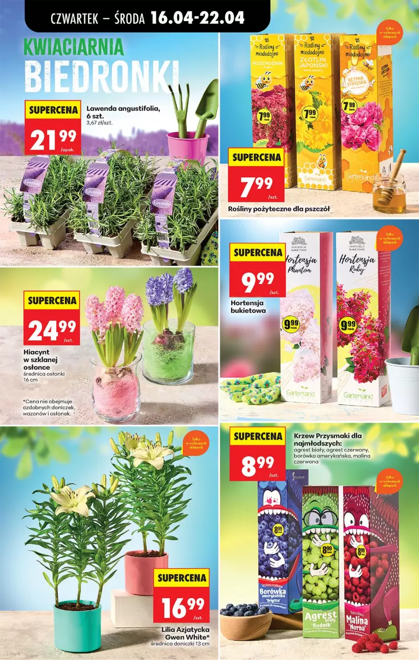 Gazetka promocyjna Biedronka - Od Czwartku - ważna 16.04 do 22.04.2026 - strona 43 - produkty: Borówka, Borówka amerykańska, Bukiet, Fa, Gres, Hiacynt, Przysmaki, Wazon