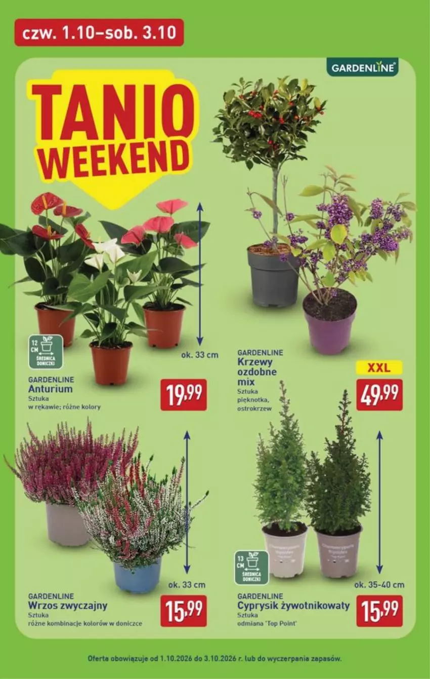 Gazetka promocyjna Aldi - Pełna oferta - ważna 28.09 do 03.10.2026 - strona 42 - produkty: Cyprysik, Top