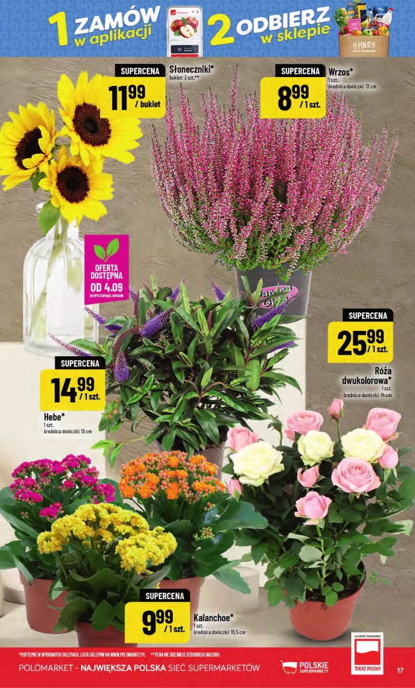 Gazetka promocyjna PoloMarket - Gazetka POLOmarket - ważna 02.09 do 08.09.2026 - strona 17 - produkty: Bukiet, Kalanchoe