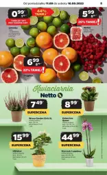 Gazetka promocyjna Netto - Gazetka - ważna od 16.09 do 16.09.2023 - strona 21 - produkty: Hibiskus, Storczyk, Limonka