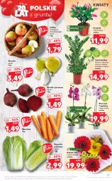 Gazetka promocyjna Kaufland - OFERTA TYGODNIA - Gazetka - ważna od 17.11 do 17.11.2021 - strona 21 - produkty: Jonagold, Ozdoba, Szampion, Gruszki, Storczyk, Buraki, Bukiet, Grunt, Ligol, Jabłka