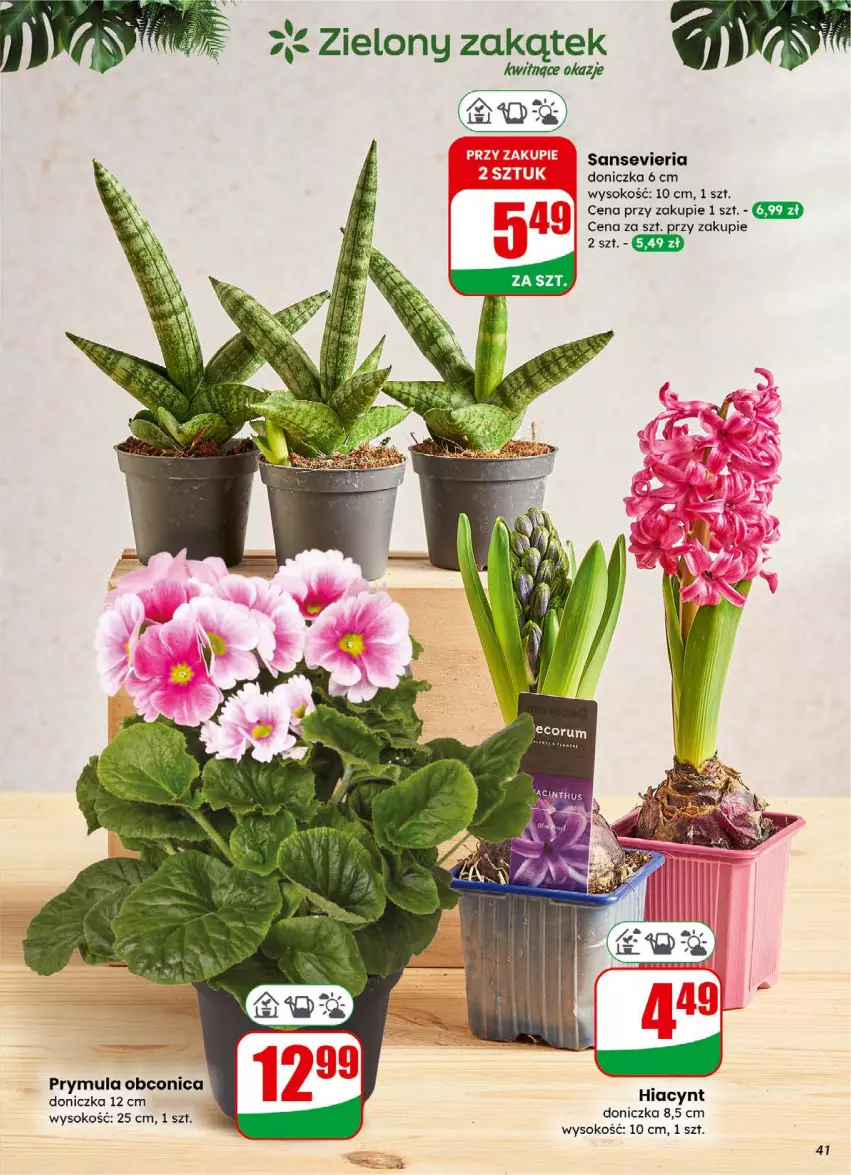 Gazetka promocyjna Dino - Gazetka 01 / 2026 - ważna 31.12.2025 do 05.01.2026 - strona 41 - produkty: Hiacynt, Prymula, Sok